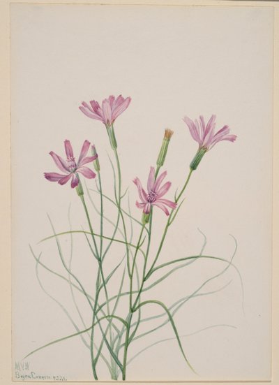 Erba scheletrica (Lygodesmia grandiflora) da Mary Vaux Walcott