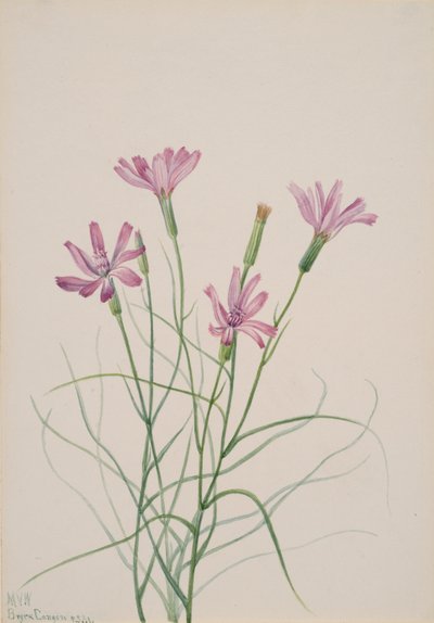 Erbaccia scheletro Lygodesmia grandiflora, 1931 da Mary Vaux Walcott