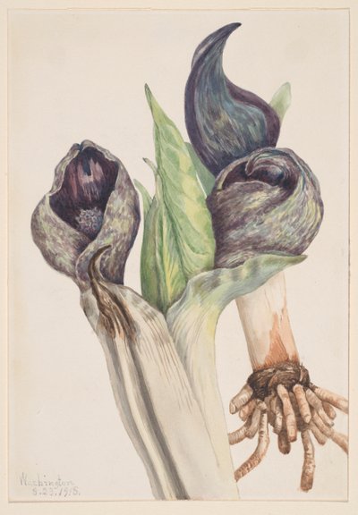 Cavolo nero (Spathyema foetida) da Mary Vaux Walcott