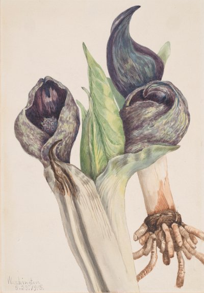Cavolo puzzola Spathyema foetida, 1918 da Mary Vaux Walcott