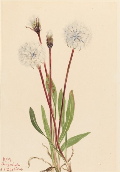 Agoseris gracilens da Mary Vaux Walcott
