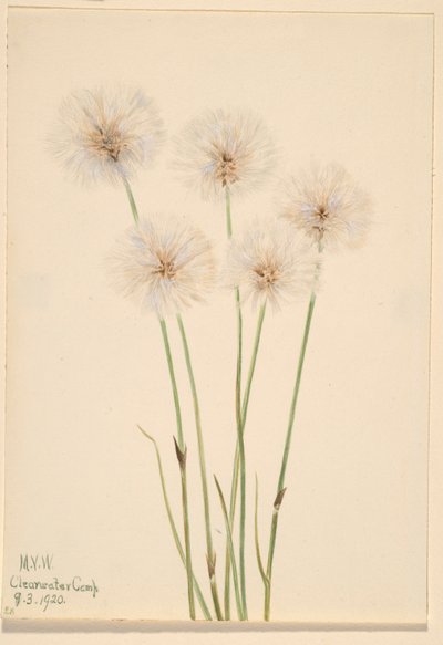 Erba di cotone sottile (Eriophorum chamissonis) da Mary Vaux Walcott