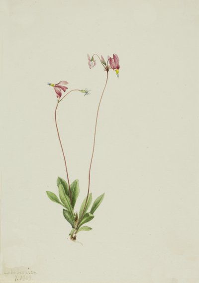 Slender Shootingstar Dodecatheon pauciflorum, 1909 da Mary Vaux Walcott