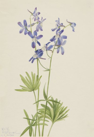 Speronella Delphinium depauperatum da Mary Vaux Walcott