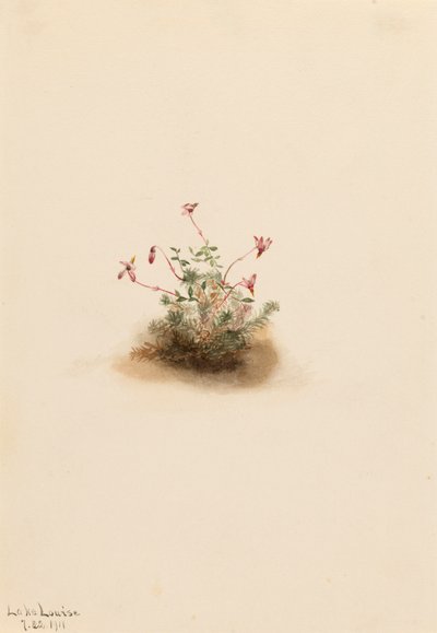 Piccolo mirtillo rosso Oxycoccus palustris, 1911 da Mary Vaux Walcott