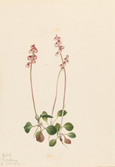 Piccola Pyrola Pyrola minor, 1922 da Mary Vaux Walcott