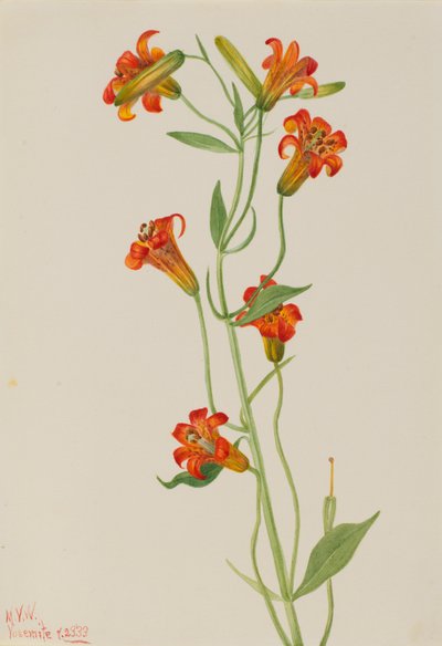 Piccolo giglio tigrato Lilium parvum, 1933 da Mary Vaux Walcott