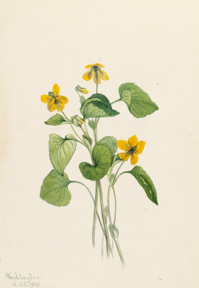 Violetta gialla liscia Viola eriocarpa, 1919 da Mary Vaux Walcott