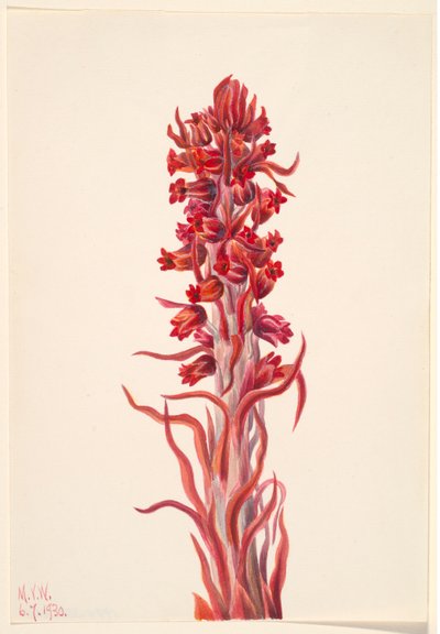 Pianta della neve (Sarcodes sanguinea) da Mary Vaux Walcott