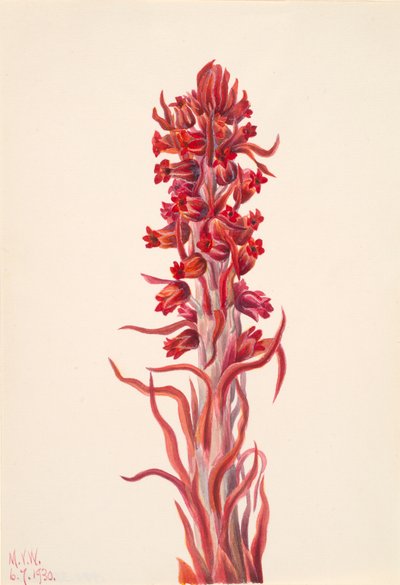Pianta della neve Sarcodes sanguinea, 1930 da Mary Vaux Walcott
