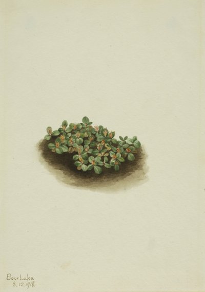 Salice delle nevi (Salix nivalis) da Mary Vaux Walcott
