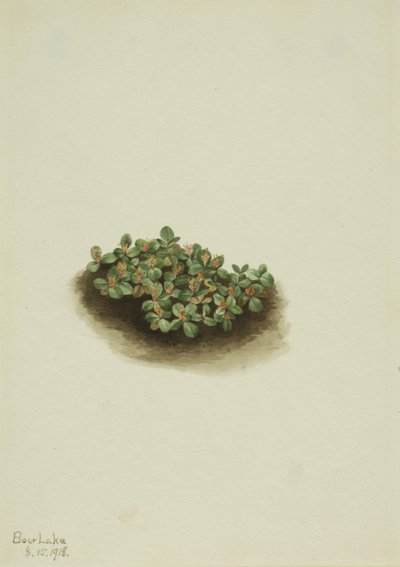 Salice della neve Salix nivalis, 1918 da Mary Vaux Walcott