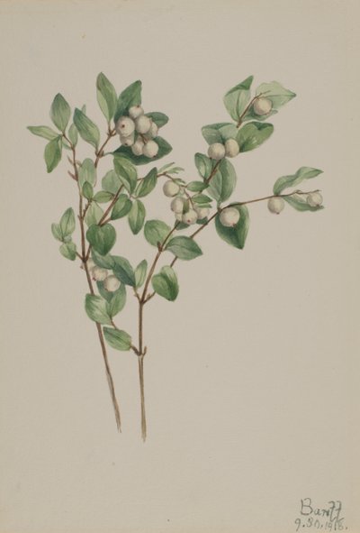 Symphoricarpos albus, 1918 da Mary Vaux Walcott