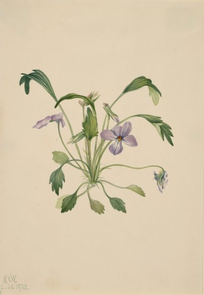 Viola piede d