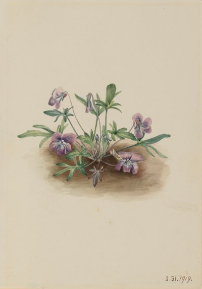 Viola della costa meridionale (Viola septemloba) da Mary Vaux Walcott