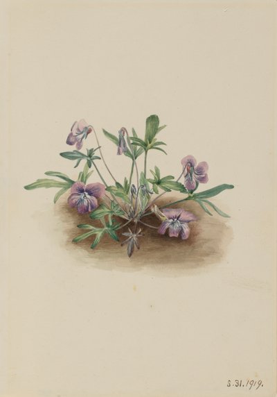 Viola della Costa Meridionale Viola septemloba da Mary Vaux Walcott