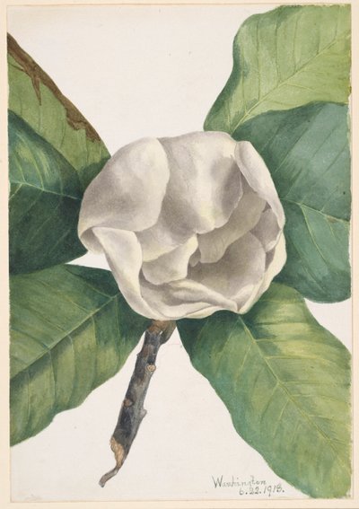 Southern Magnolia (Magnolia grandiflora) da Mary Vaux Walcott