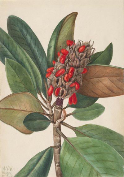 Magnolia del sud Magnolia grandiflora, 1923 da Mary Vaux Walcott