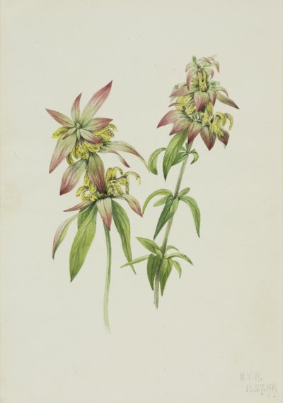 Monarda puntata da Mary Vaux Walcott