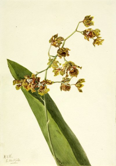 Cyrtopodium maculato, 1920 da Mary Vaux Walcott