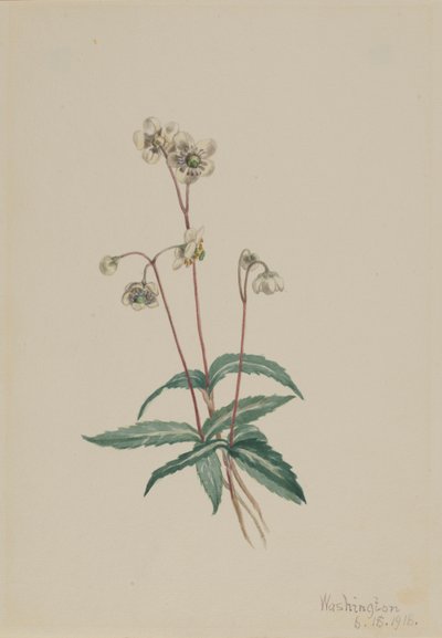 Pipsissewa maculata (Chimaphila maculata) da Mary Vaux Walcott
