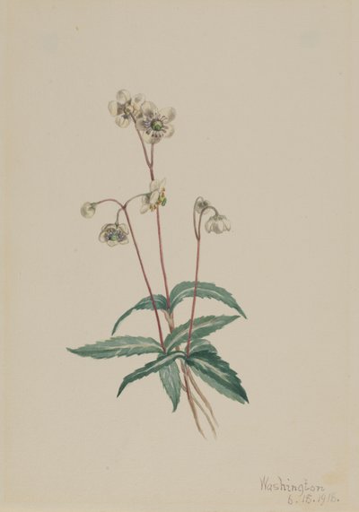 Pipsissewa Maculata da Mary Vaux Walcott