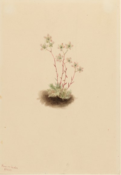 Sassifraga maculata (Saxifraga bronchialis) da Mary Vaux Walcott