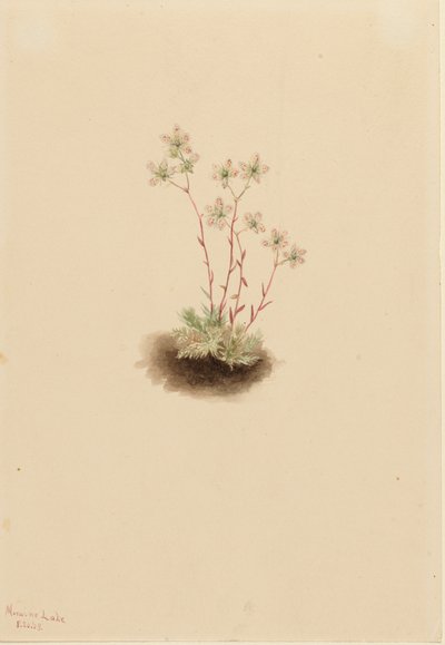 Sassifraga Maculata Saxifraga bronchialis, 1903 da Mary Vaux Walcott