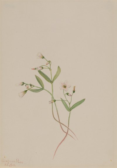 Bellezza di primavera (Claytonia lanceolata) da Mary Vaux Walcott