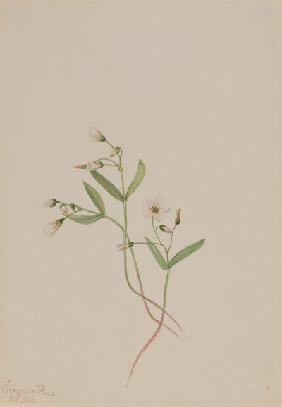 Bellezza primaverile Claytonia lanceolata, 1916 da Mary Vaux Walcott