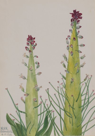 Cavolo indiano Caulanthus inflatus, 1935 da Mary Vaux Walcott
