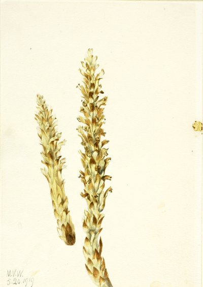 Squawroot Conopholis americana da Mary Vaux Walcott