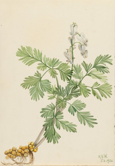 Mais scoiattolo (Bikukulla canadensis) da Mary Vaux Walcott