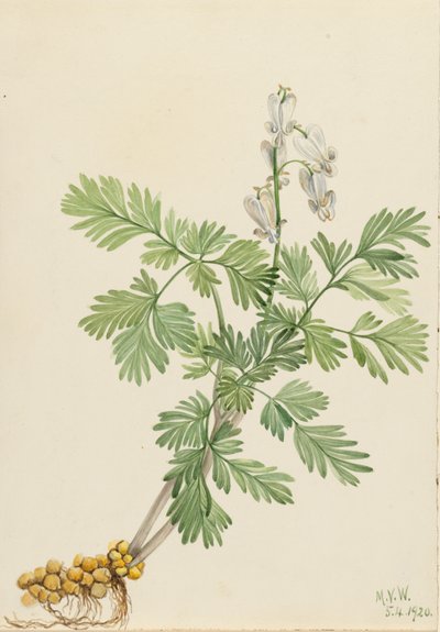 Squirrel Corn Bikukulla canadensis, 1920 da Mary Vaux Walcott