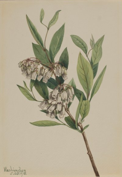 Cespuglio di pali (Pieris mariana) da Mary Vaux Walcott