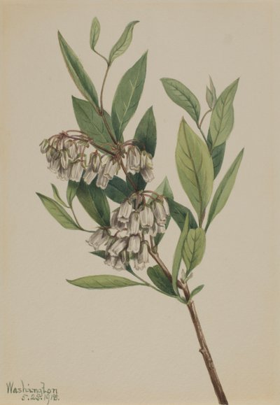 Pieris mariana, 1918 da Mary Vaux Walcott