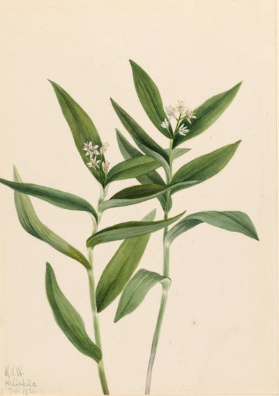 Star Solomonplume (Vagnera stellata) da Mary Vaux Walcott