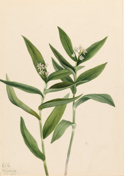 Star Solomonplume Vagnera stellata da Mary Vaux Walcott