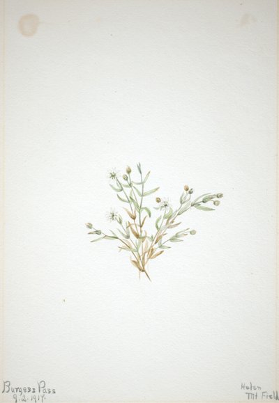 Stelleria leata da Mary Vaux Walcott