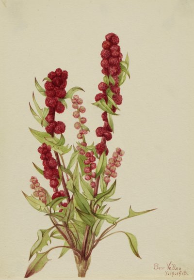 Strawberry-Blite Chenopodium capitatum da Mary Vaux Walcott