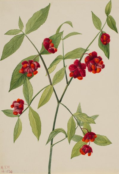 Cespuglio di fragole-cuori che scoppiano d