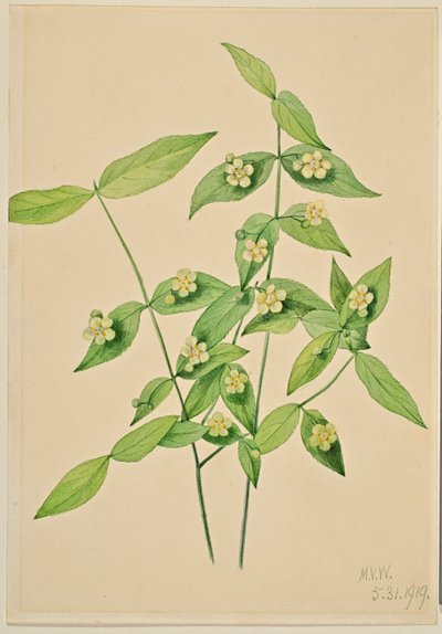 Cespuglio di fragole (Euonymus americanus) da Mary Vaux Walcott