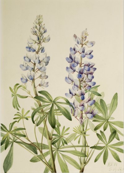 Lupino delle foglie (Lupinus perennis) da Mary Vaux Walcott