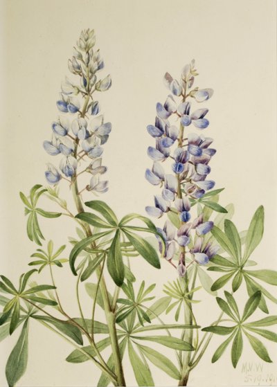 Meridiana Lupino Lupinus perennis, 1919 da Mary Vaux Walcott