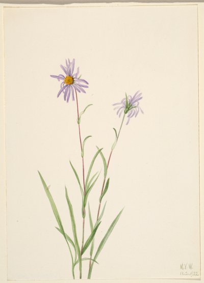 Aster paludoso (Aster paludosus) da Mary Vaux Walcott