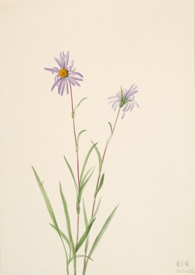 Aster palustre, 1922 da Mary Vaux Walcott