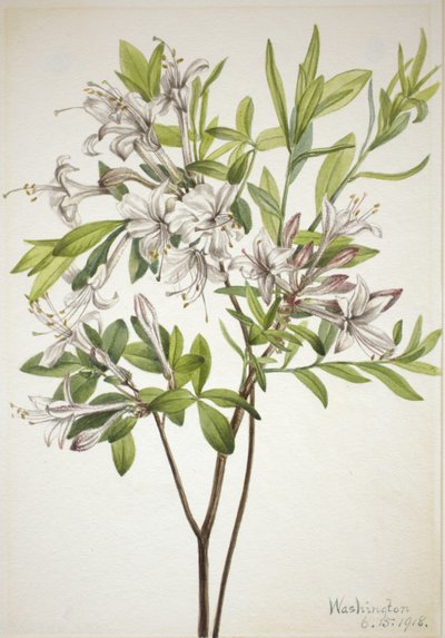 Azalea di palude (Azalea viscosa) da Mary Vaux Walcott