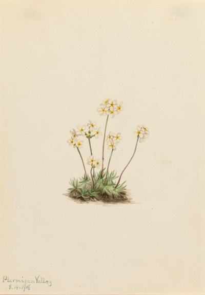 Dolce Androsace Androsace carinata da Mary Vaux Walcott
