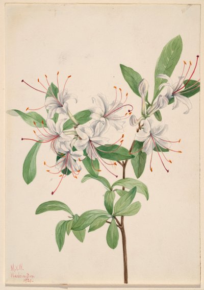 Azalea dolce (Azalea arborescens) da Mary Vaux Walcott