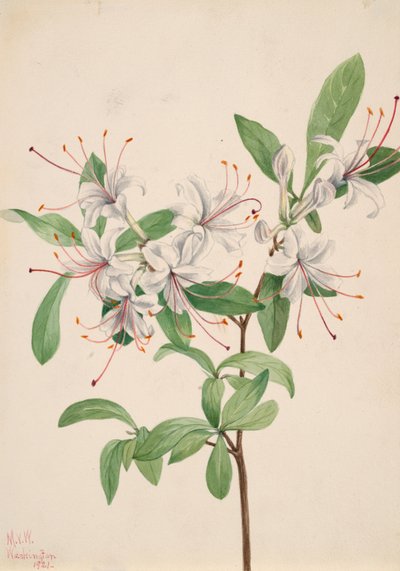Azalea dolce Azalea arborescens da Mary Vaux Walcott